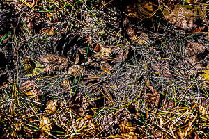 Vorschau von DSC00617.jpg