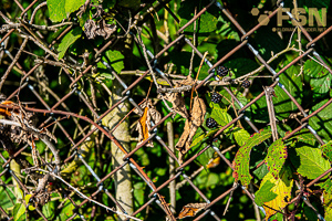 Vorschau von DSC00642.jpg