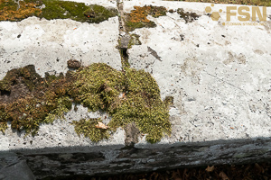 Vorschau von DSC00696.jpg