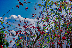 Vorschau von DSC00702.jpg