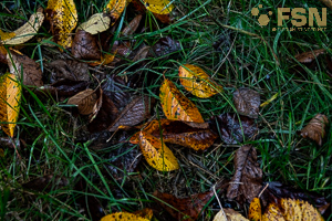 Vorschau von DSC00768.jpg