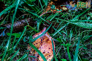 Vorschau von DSC00776.jpg