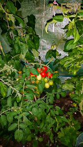 Vorschau von IMG_20190713_214823.jpg