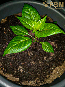 Vorschau von rps20180411_060734.jpg