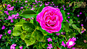 Vorschau von IMG_20190616_152204~2.jpg