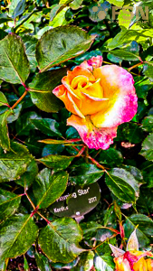 Vorschau von IMG_20190616_152628~2.jpg