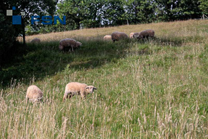 Vorschau von IMG_1293wtmk.jpg