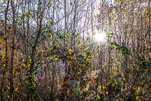 Vorschau von _DSC1887.jpg