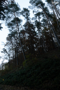 Vorschau von _DSC1900.jpg