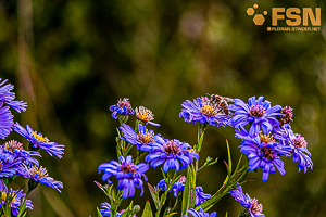 Vorschau von DSC00679.jpg