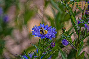 Vorschau von DSC00684.jpg