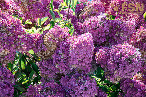 Vorschau von DSC00691.jpg