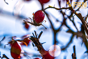 Vorschau von DSC00704.jpg