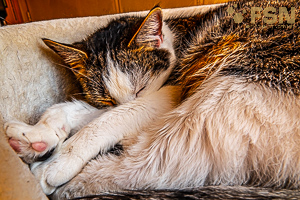 Vorschau von DSC00723.jpg