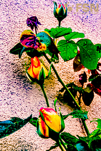 Vorschau von DSC00806.jpg