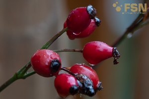 Vorschau von DSC00811.jpg