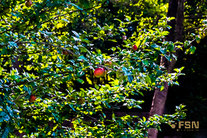 Vorschau von _DSC0987.jpg