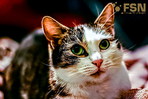 Vorschau von 57_6.jpg