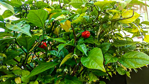 Vorschau von IMG_20210905_102111~2.jpg